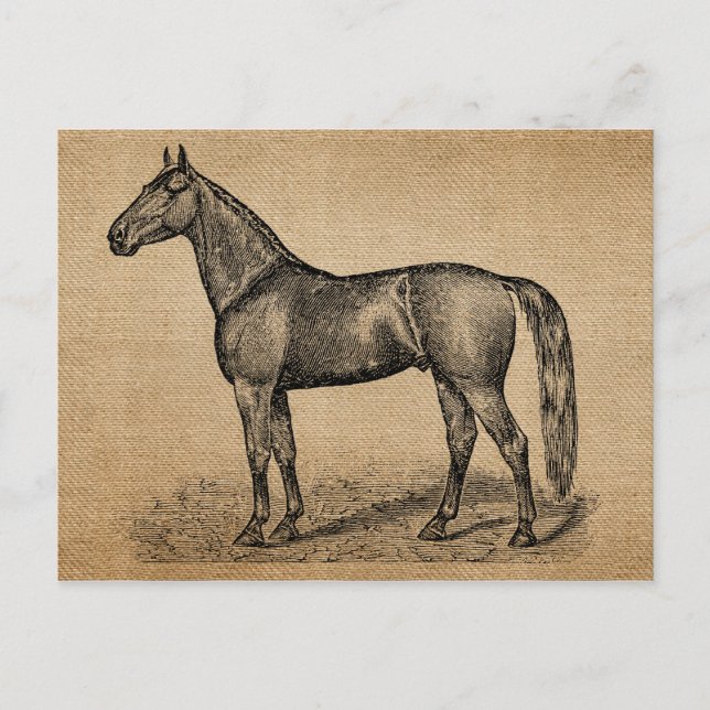 Burlap Vintag Horse Postkarte (Vorderseite)