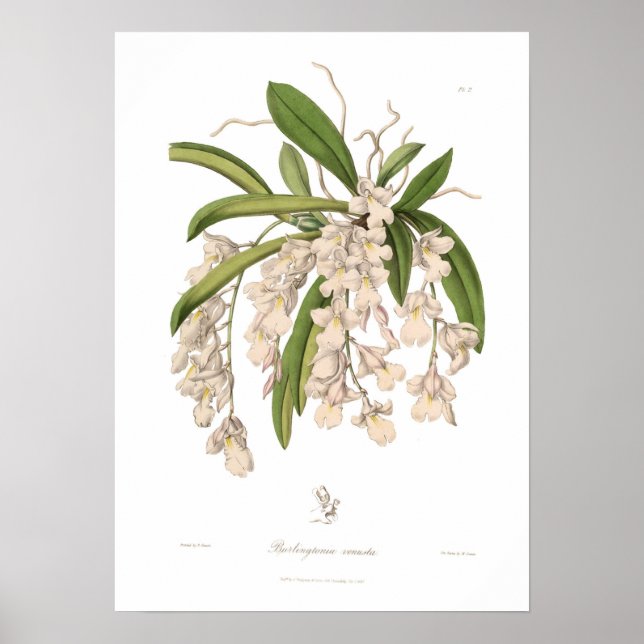 Burlingtonia venusta poster (Vorne)
