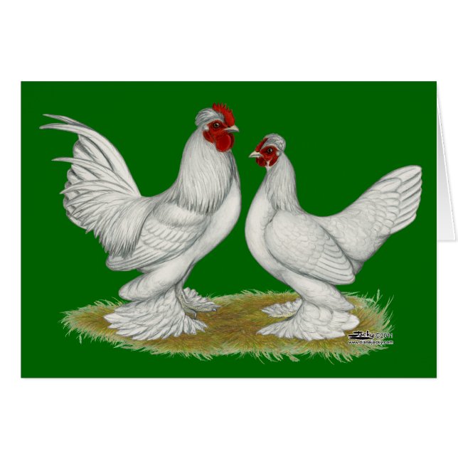 Burmese Bantams (Vorderseite (Horizontal))