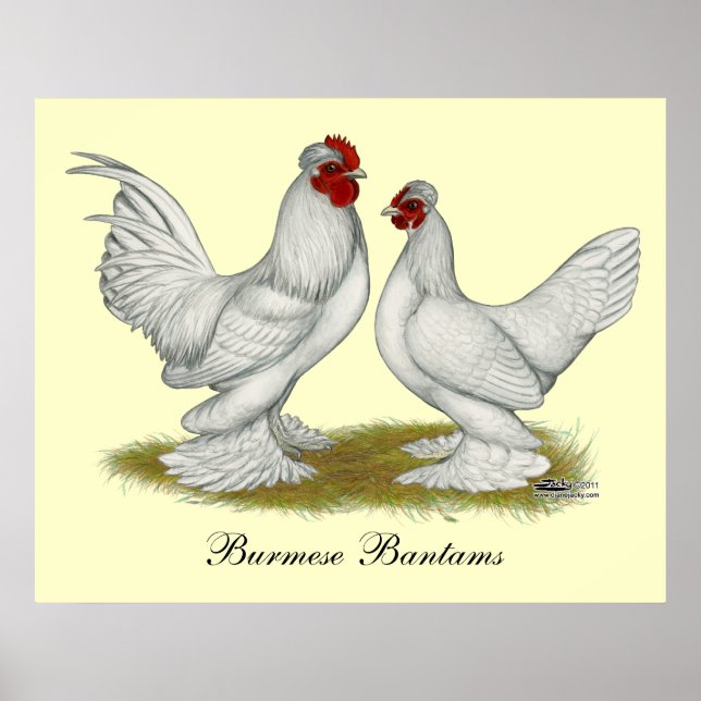 Burmese Bantams Poster (Vorne)