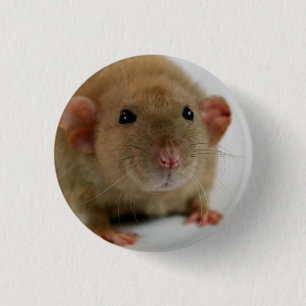 Burmese dumbo Rat Button