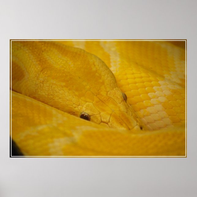 Burmese Python Poster (Vorne)