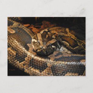 Burmese Python Postkarte