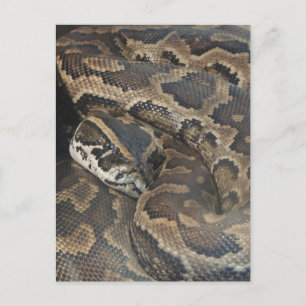 Burmese Python Postkarte