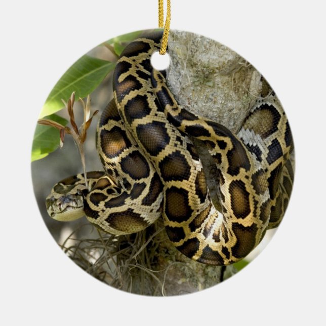 Burmese Python Schlange in einem Baum Keramik Ornament (Vorne)