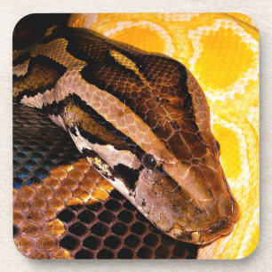 Burmese Python Snake Getränkeuntersetzer