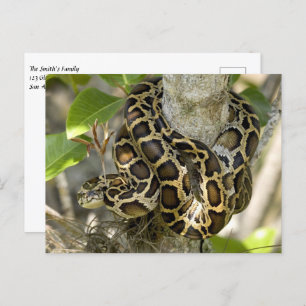 Burmese Python Snake Postkarte