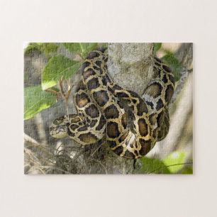 Burmese Python Snake Puzzle