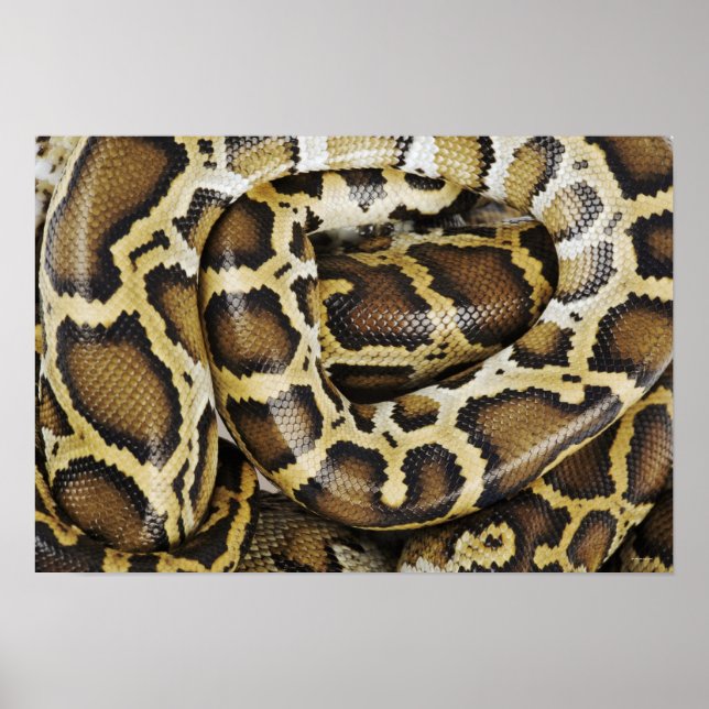 burmesische Python Poster (Vorne)