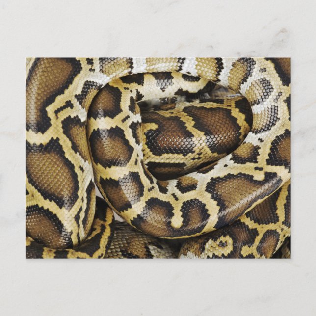burmesische Python Postkarte (Vorderseite)