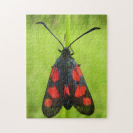 Burnet-Moth-Foto-Puzzle mit 5-Spot mit Geschenkbox Puzzle