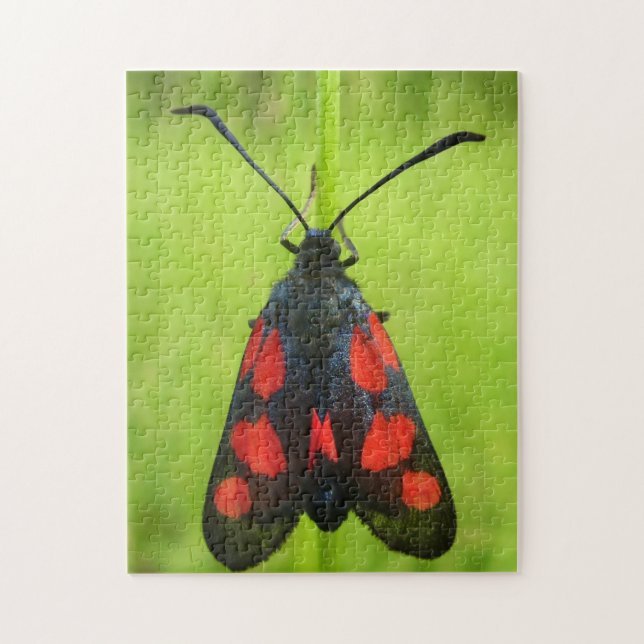 Burnet-Moth-Foto-Puzzle mit 5-Spot mit Geschenkbox Puzzle (Vertikal)