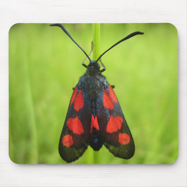 Burnet Moth Mouse Mat mit 5 Spot Mousepad (Vorne)