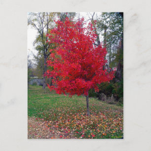 Burning Bush Postcard Postkarte