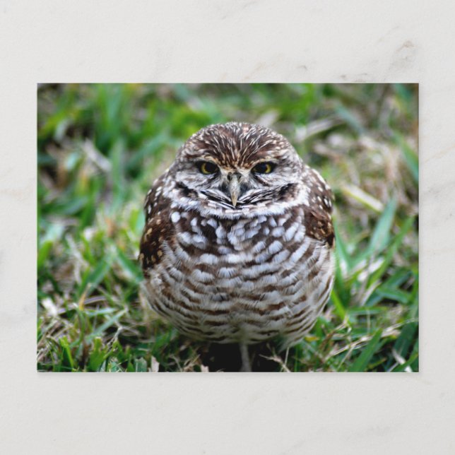 Burning Owl. Postkarte (Vorderseite)