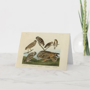 Burning Owls - von Audubons Vögeln in Amerika Karte