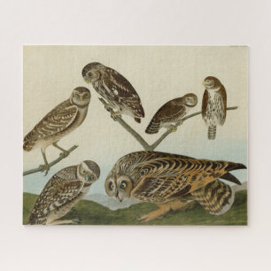 Burning Owls - von Audubons Vögeln in Amerika Puzzle