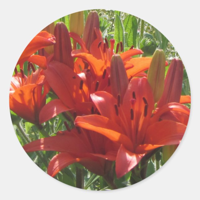 Burnt Orange Asiatic Lilies Runder Aufkleber (Vorderseite)
