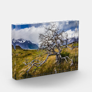 Burnt tree, Torres del Paine, Chile Fotoblock