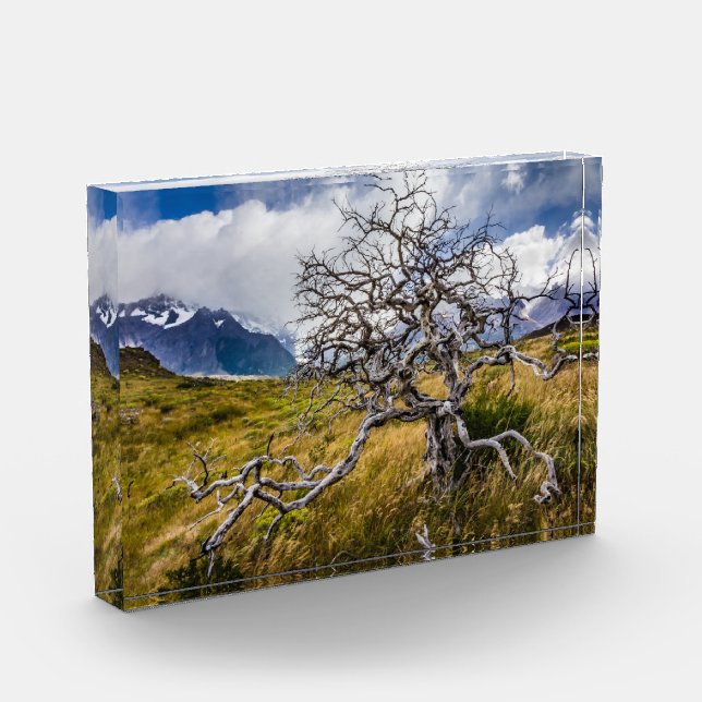 Burnt tree, Torres del Paine, Chile Fotoblock (Links)