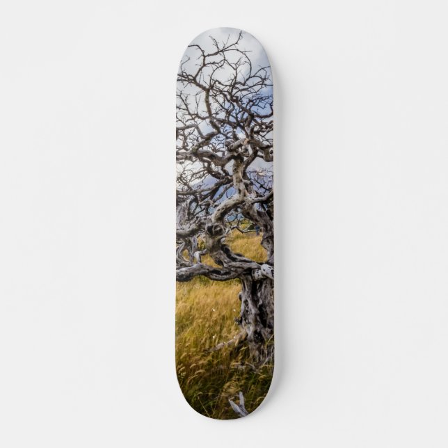 Burnt tree, Torres del Paine, Chile Skateboard (Vorne)