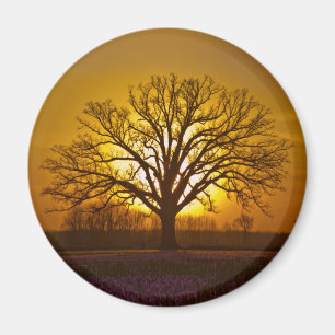 Büro-Eichen-Sonnenuntergang Magnet