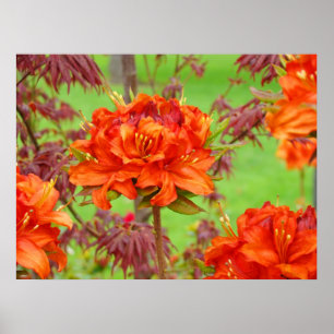 Büro-Kunstposter Orange Rhododendron-Garten Poster