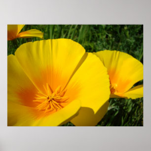 BÜROKUNST MOHNBLUMEN Mohnblumen 4 Kunst Drucke