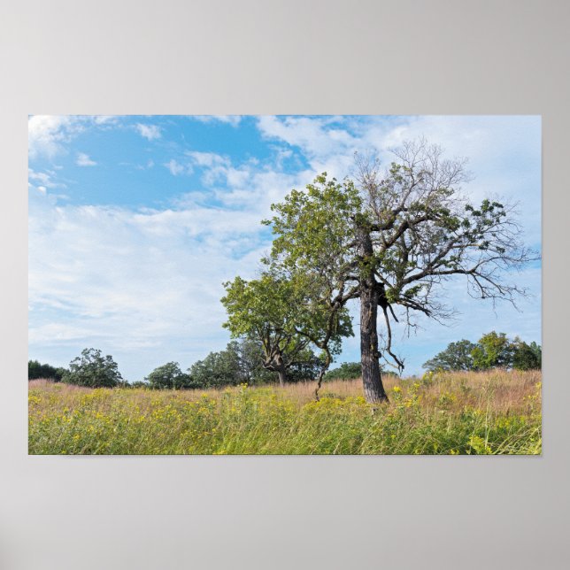 Burr Oak Trees und Prairie Poster (Vorne)