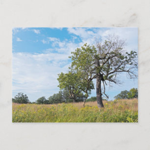 Burr Oak Trees und Prairie Postkarte