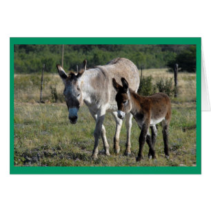 Burra und Burrito #1