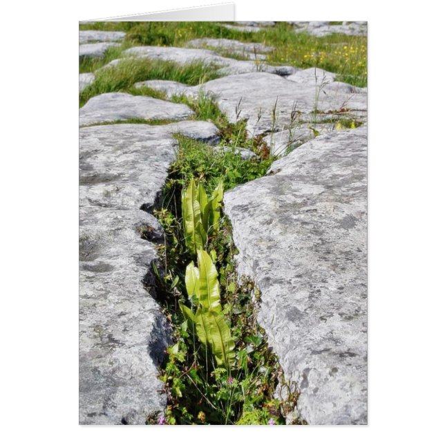 Burren Pflanze Limestone Steine (Vorne)