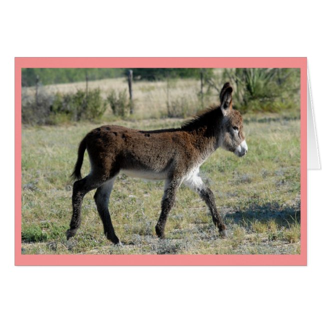 "Burrito" (Vorderseite (Horizontal))