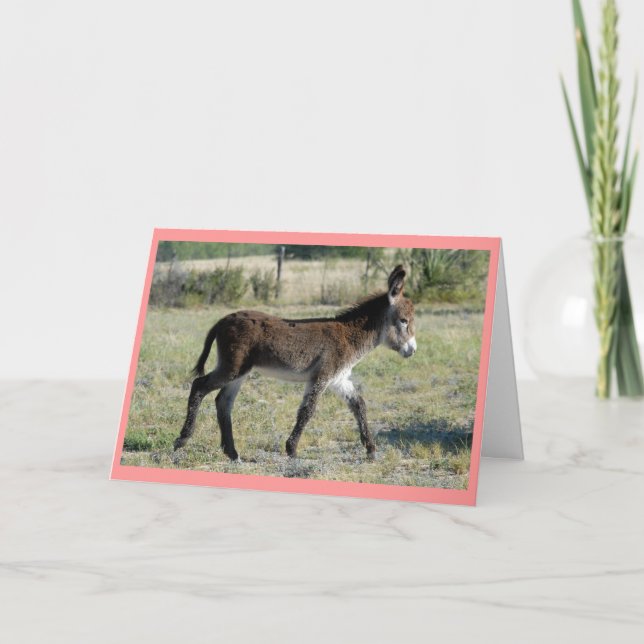 "Burrito-Baby-Karte " Ankündigung (Vorderseite)