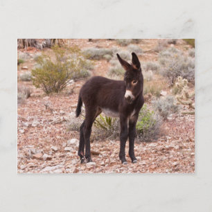 Burro Foal Postkarte