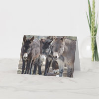 Burro-Gruß-Karte