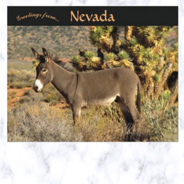 Burro in Nevada Postkarte (Von Creator hochgeladen)