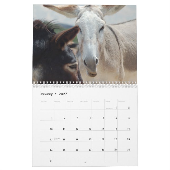 Burro-u. Pferdekalender Kalender (Jan 2027)
