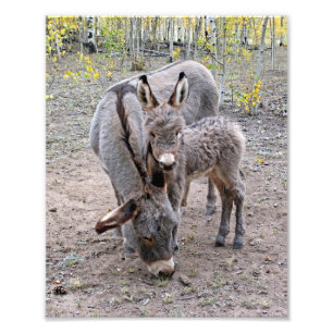 Burro und Baby Fotodruck