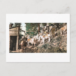 Burros bei Silver Mine Colorado 1904 Postkarte