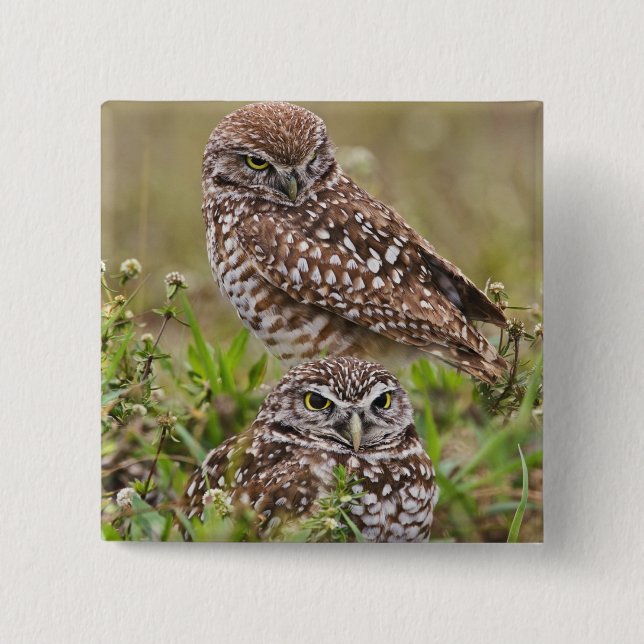 Burrowing Owl, Athene cunicularia, Cape Coral, Button (Vorderseite)