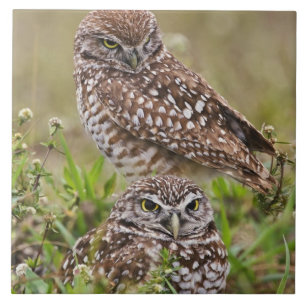 Burrowing Owl, Athene cunicularia, Cape Coral, Fliese