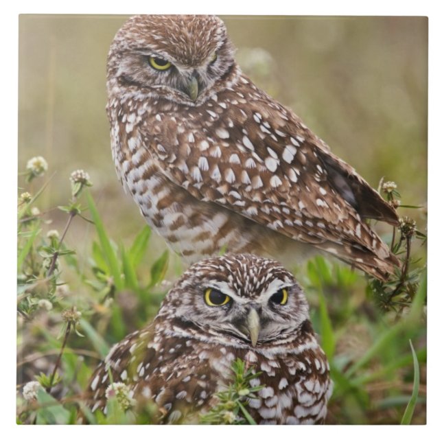 Burrowing Owl, Athene cunicularia, Cape Coral, Fliese (Vorderseite)