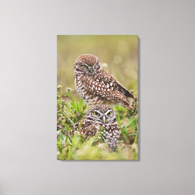 Burrowing Owl, Athene cunicularia, Cape Coral, Leinwanddruck (Vorderseite)