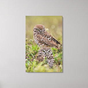 Burrowing Owl, Athene cunicularia, Cape Coral, Leinwanddruck