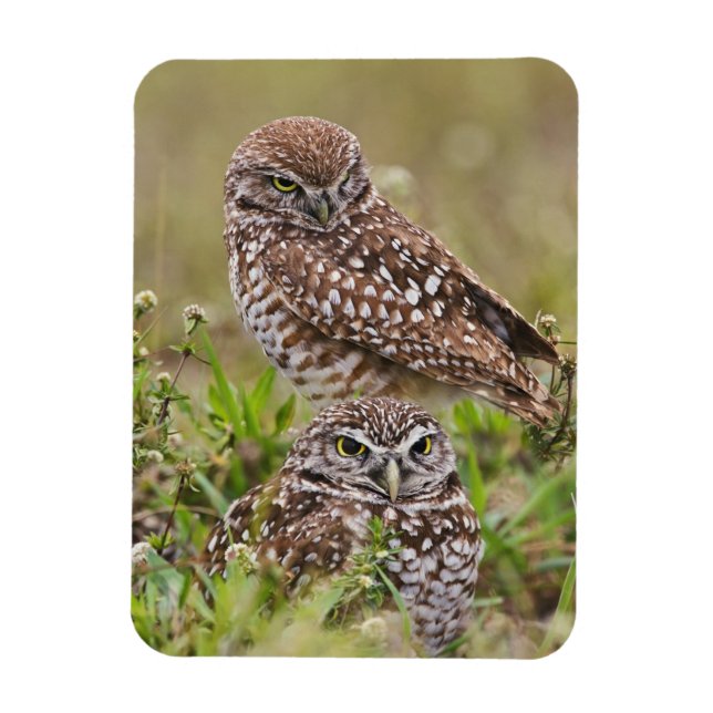 Burrowing Owl, Athene cunicularia, Cape Coral, Magnet (Vertikal)