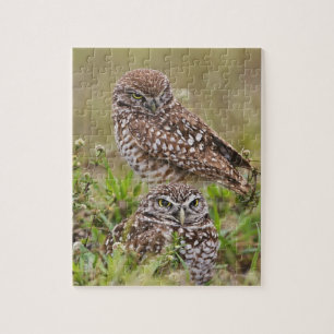 Burrowing Owl, Athene cunicularia, Cape Coral, Puzzle