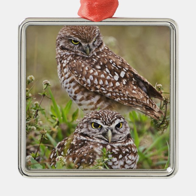 Burrowing Owl, Athene cunicularia, Cape Coral, Silbernes Ornament (Vorne)