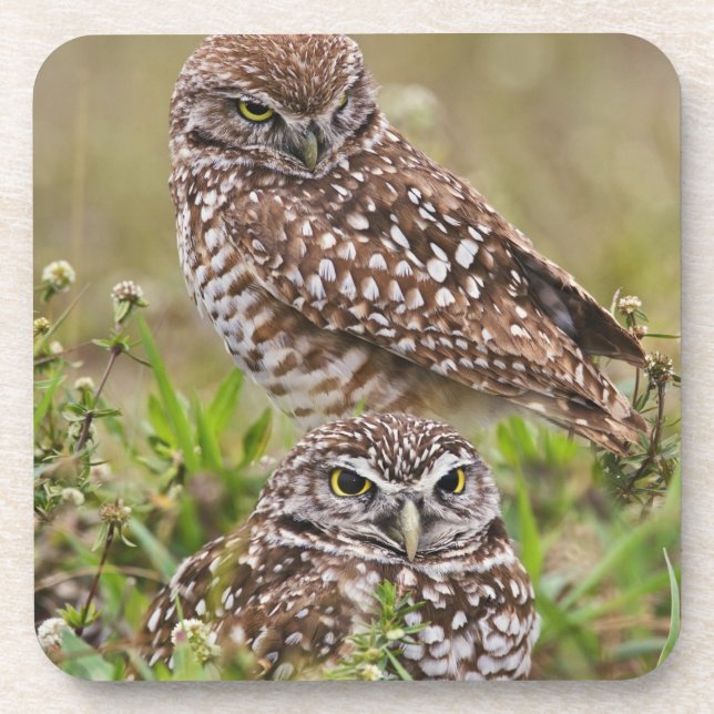 Burrowing Owl, Athene cunicularia, Cape Coral, Untersetzer (Vorderseite)