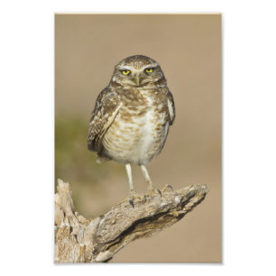 Burrowing Owl auf einer Cholla Rib Fotodruck